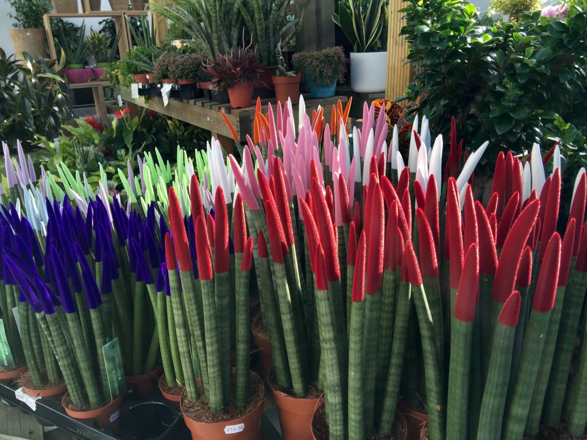 Sanseveria Velvet Touch - Leaf it at Home